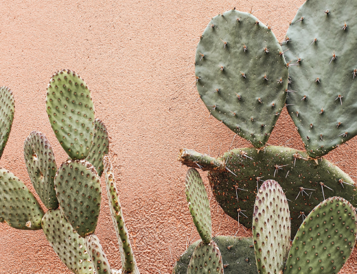 Green Cactus Plant Near Brown Wall