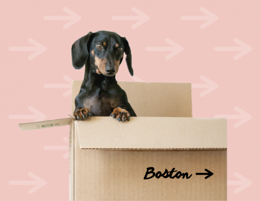 Black and Brown Dachshund Standing In Box